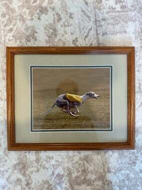 Framed Whippet Lure Coursing Photo - Sighthound Racing Art, Dog Sport Decor